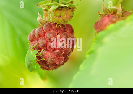 Le green stink bug ou soldat vert bug sur red raspberry Banque D'Images