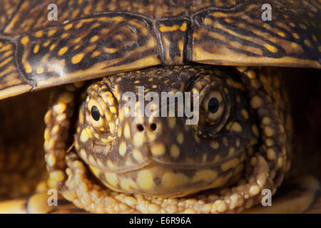 Tortues à oreilles rouges dans la nature, entouré par la flore typique et à la recherche avec curiosité à l'appareil photo Banque D'Images