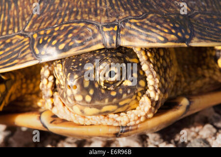 Tortues à oreilles rouges dans la nature, entouré par la flore typique et à la recherche avec curiosité à l'appareil photo Banque D'Images