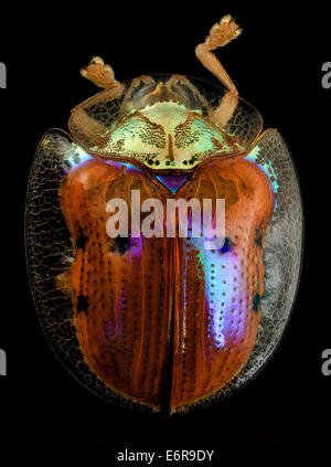 Tortue d'or, le retour, Upper Marlboro, md 2014-06-04-132512 ZS PMax  14372942103 o Charidotella sexpunctata - une des nombreuses variantes de cette bouilloire beetle, exquis dans sa couleur, la forme, et les mélanges de tous les néons gratuit à partir de votre ami : N Banque D'Images