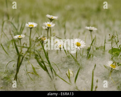 Les marguerites entouré de blanc duveteux 'Summer Snow' Banque D'Images