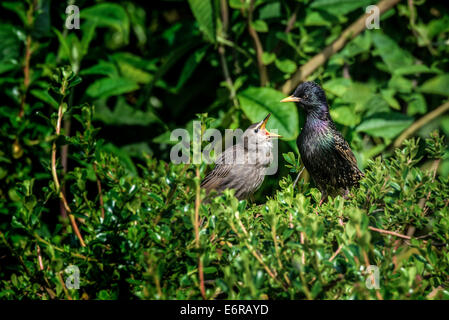 Dans un milieu urbain British garden, un jeune Étourneau sansonnet (Sturnus vulgaris) signaux qu'elle veut nourrir à sa mère. Banque D'Images