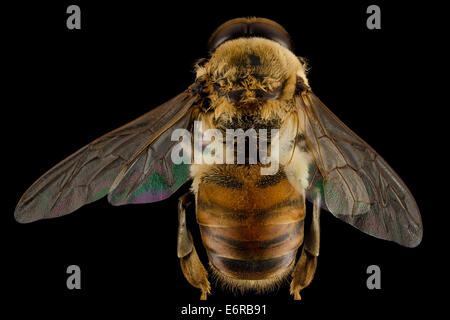 Drone abeilles, m, dos, MD, pg de 2014-06-19-173030 ZS PMax  14489981673 o DRONE ! Apis mellifera homme pillé dans Dennis Banque D'Images