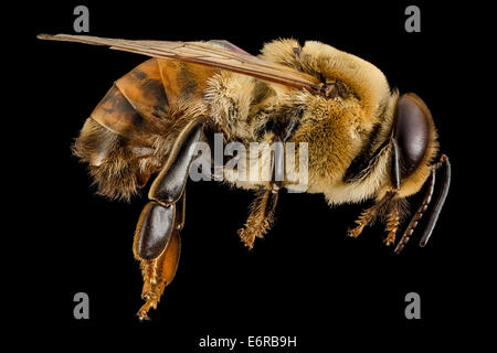 Drone abeilles, m, Côté, MD, pg de 2014-06-19-180213 ZS PMax  14466470971 o DRONE ! Apis mellifera homme pillé dans Dennis Banque D'Images