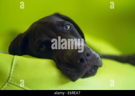 Braque Allemand, âgé de 5 mois, portant sur un sac d'haricots verts et à la recherche directement dans l'appareil photo Banque D'Images