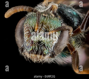 Lasioglossum eleutherense 2012-08-01-140043 face, ZS PMax  8221612113 o Cuba, GTMO, Guantanamo Bay Lasioglossum eleutherense 2012-08-01-14, face.00,43 PMax ZS Banque D'Images