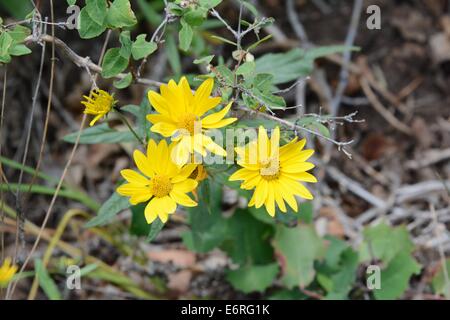 Fleurs jaune vu sur le sentier en montagnes de Sandia du Nouveau Mexique - USA