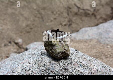 Amiral de papillon sur rock lors d'un tirage dans le montagnes de Sandia du Nouveau Mexique - USA Banque D'Images