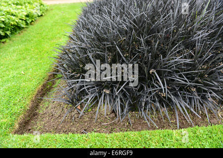 Ophiopogon planiscapus 'Nigrescens' mondo noir ou noir lilyturf Banque D'Images