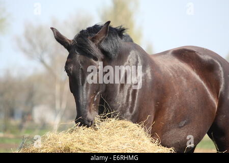 Cheval Noir de manger du foin sec. Banque D'Images