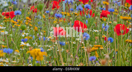 Fleurs sauvages en fleurs Banque D'Images