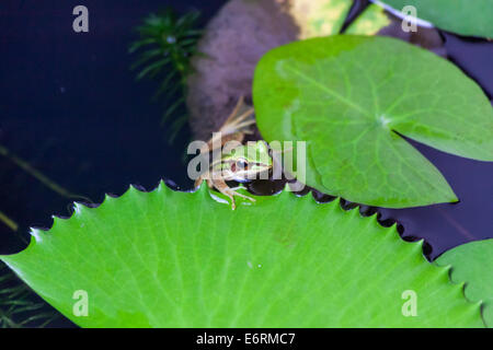 Grenouille verte (commune Hylarana erythraea) également connu sous le nom de paddy vert grenouille, grenouille hibou rouge ou feuille grenouille sur une feuille de nénuphar, Thaïlande Banque D'Images