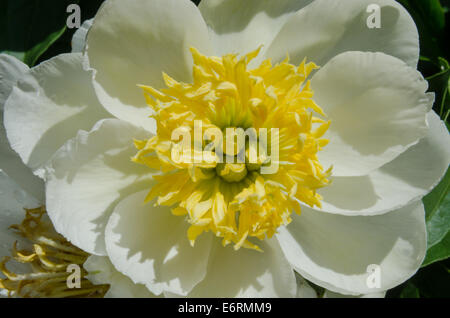 Pétales jaune forme l'intérieur d'une fleur blanche Banque D'Images