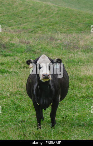 Une vache noir et blanc s'arrête de mâcher de l'herbe pour rechercher Banque D'Images
