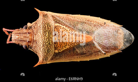 Oebalus pugnax, U, Dos, MD, PG De 2013-07-31-201240 ZS PMax  9422040707 o Oebalus pugnax, le riz stink bug, Upper Marlboro, Maryland Oebalus pugnax, U, Dos, MD, PG De 2013-07-31-20.12,40 PMax ZS Banque D'Images