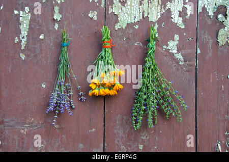 Bouquet d'herbes médicales sur l'ancien mur en bois marigold calendula, de l'hysope et la lavande Banque D'Images