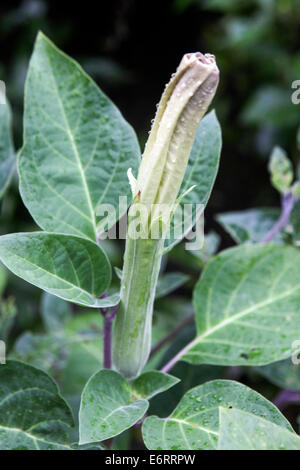 Alias Datura stramonium datura stramoine, Thornapple, mauvaises herbes en gypse Banque D'Images