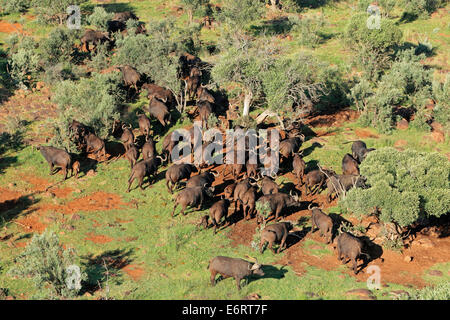 Vue aérienne d'un troupeau de buffles du cap ou de l'Afrique (Syncerus caffer), Afrique du Sud Banque D'Images