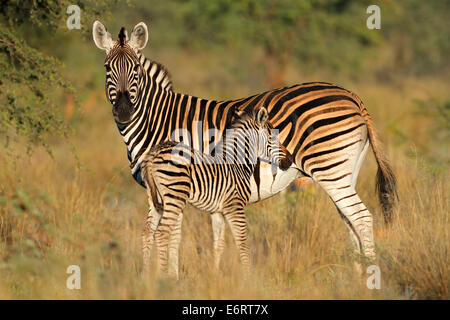 Zèbre des plaines (Equus burchelli) mare avec poulain dans l'habitat naturel, l'Afrique du Sud Banque D'Images