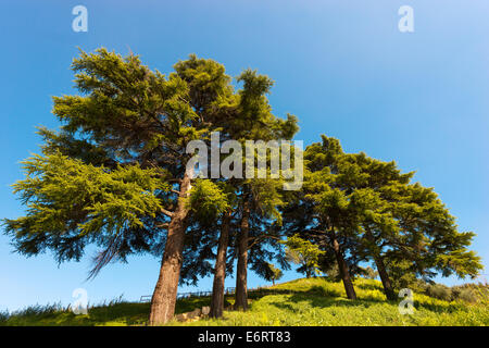 Cèdre du Liban - Cedrus libani Banque D'Images