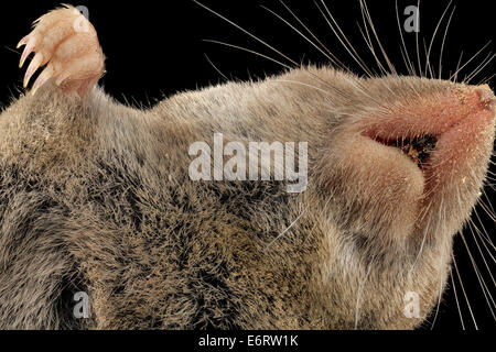 Cette image représente une musaraignée morte à queue courte (Blarina brevicauda) trouvée dans Upper Marlboro, Maryland. La musaraignée, identifiée par sa queue courte caractéristique, est montrée de près, mettant en évidence ses caractéristiques anatomiques. Banque D'Images