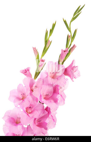 Glaïeul rose fleurs isolé sur fond blanc Banque D'Images