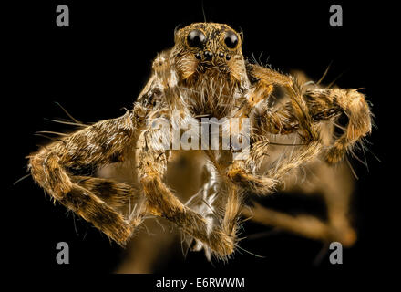 Photographie rapprochée d'une espèce inconnue d'araignée, peut-être juvénile, prise à Beltsville, Maryland. L'image capture le visage de l'araignée dans les moindres détails à l'aide de techniques de macrophotographie et d'outils tels que Zerene Stacker et Stackshot Sled. Banque D'Images