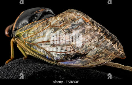 Une macro photographie des ailes d'une cigale, montrant des motifs complexes ressemblant à des vitraux. Capturée dans la forêt expérimentale de Bent Creek, l'image met en valeur la beauté de l'anatomie des insectes et les structures fascinantes de la nature. Banque D'Images