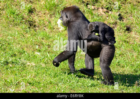 Femelle Gorille de plaine de l'Ouest gorilla portant son bébé sur son dos dans le Parc Naturel de Cabarceno, Cabarceno, Cantabria, Spa Banque D'Images