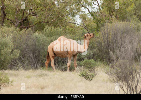 Le chameau sauvage un taureau dans le centre rouge de l'Australie est tranquillement de manger les feuilles des arbustes et des arbres autour de lui Banque D'Images