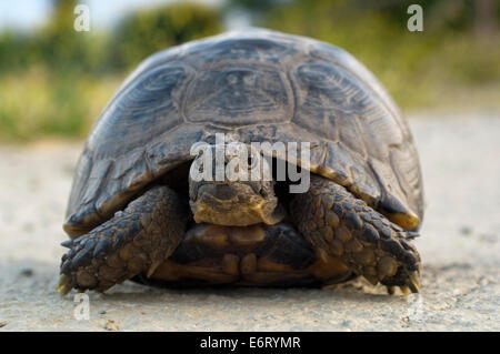 Marginated tortoise (Testudo marginata) Banque D'Images