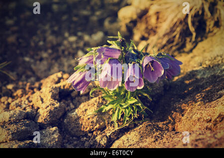 Campanula alpina Banque D'Images