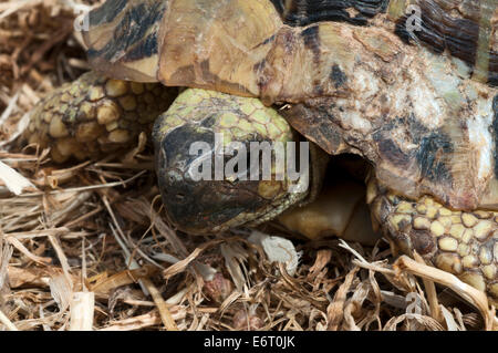 La tortue d'Hermann (Testudo hermanni) Banque D'Images
