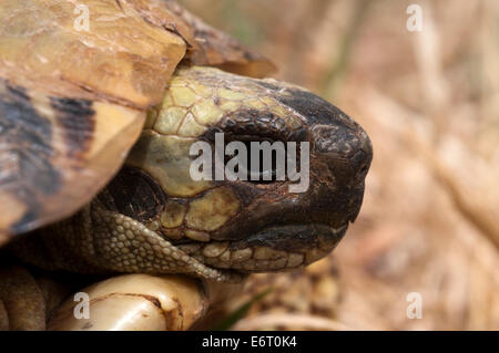 Tête d'une tortue d'Hermann (Testudo hermanni) Banque D'Images