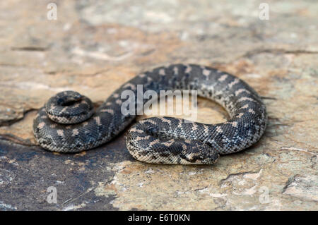 Sable (javelot boa Eryx jaculus) Banque D'Images