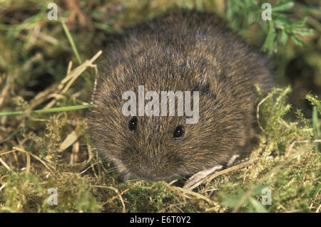 Le Campagnol des Orcades - Microtus arvalis orcadnesis Banque D'Images