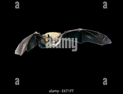 Bat - Myotis mystacinus moustac Banque D'Images