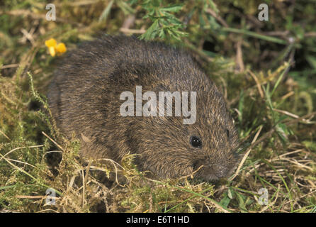 Le Campagnol des Orcades - Microtus arvalis orcadnesis Banque D'Images