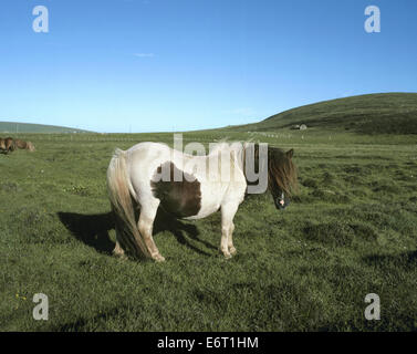 Poney Shetland - Equus ferus caballus Banque D'Images