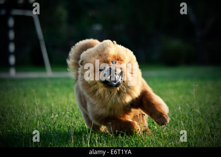 Chow chow d'exécution sur l'herbe Banque D'Images