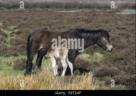 Poney Exmoor - Equus ferus caballus Banque D'Images