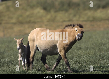 Cheval de Przewalski Equus ferus - przewalksii Banque D'Images