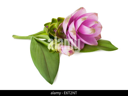 Siam tulip ou Curcuma flower isolated on white background Banque D'Images