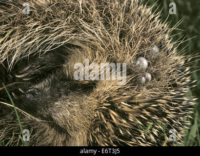 Les tiques Ixodes hexagonus hérisson - Banque D'Images