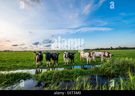 Regarder les vaches dans les champs néerlandais curieux Banque D'Images