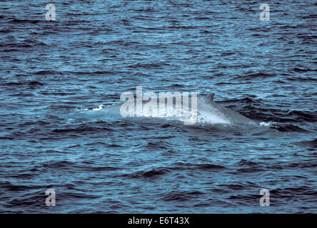 - Rorqual bleu Balaenoptera musculus Banque D'Images