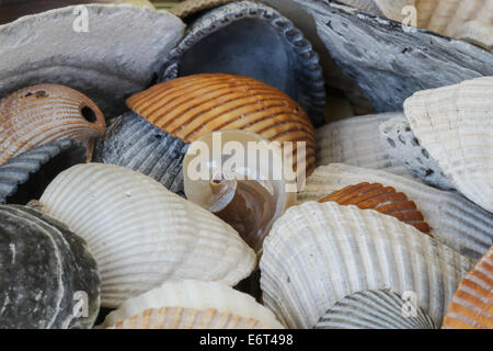 Collection de coquillages avec l'un au centre du châssis qui est unique et différent des autres. Banque D'Images
