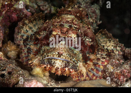 Devil scorpionfish aux Maldives, l'Océan Indien Banque D'Images