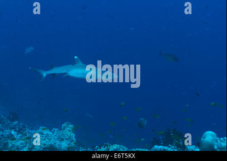 Requins Silvertip aux Maldives, l'Océan Indien Banque D'Images