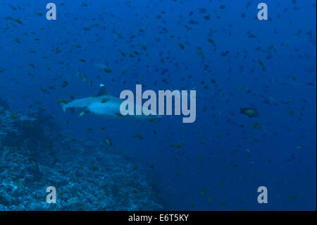 Requins Silvertip aux Maldives, l'Océan Indien Banque D'Images